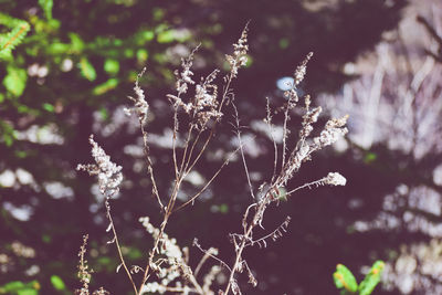 Close-up of plant