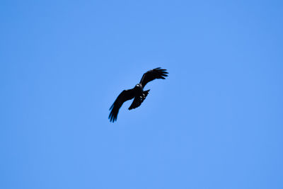 Low angle view of bird flying