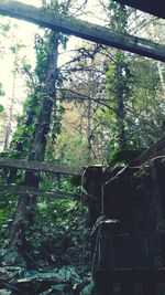 Low angle view of trees in forest