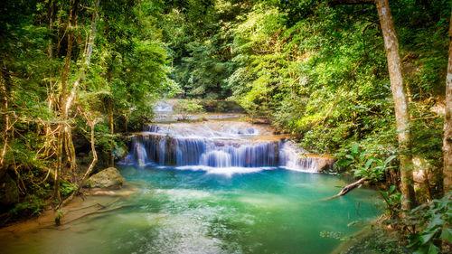 Scenic view of waterfall in forest