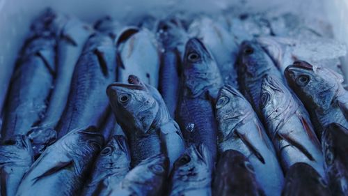 Close-up of fish for sale in market