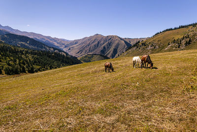 Horses in a field