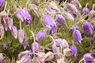 Close-up of purple crocus flowers on field