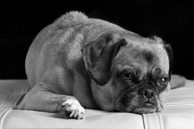 Close-up portrait of puppy