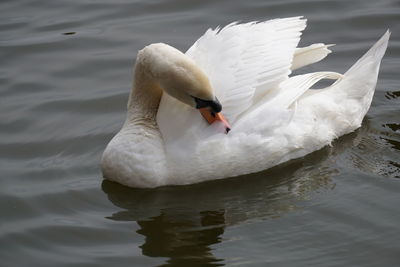 High angle view of white swan preening in lake