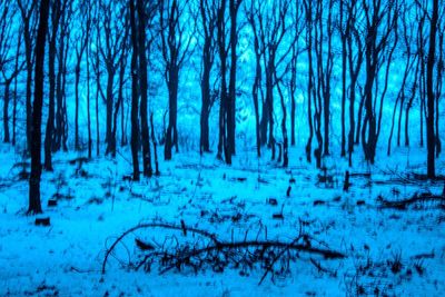 Trees in forest during winter