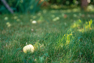 Close-up of ball on field