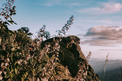 Low angle view of plants growing on rock against sky