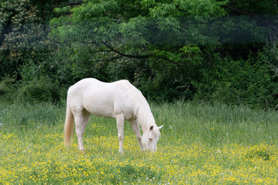 Horse standing in a field