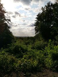 Plants and trees on field against sky