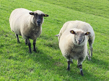 Portrait of sheep on field