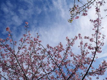 Low angle view of cherry blossoms against sky