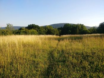 Scenic view of field against clear sky