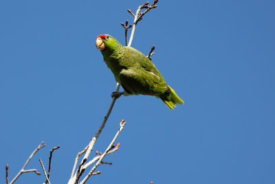 Red crowned parrot in a sweetgum tree in los angeles