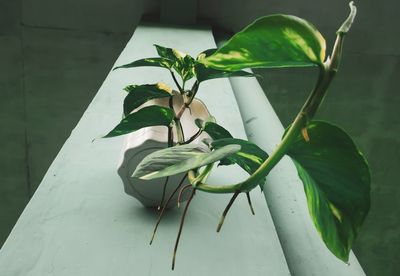 Close-up of potted plant on table against wall