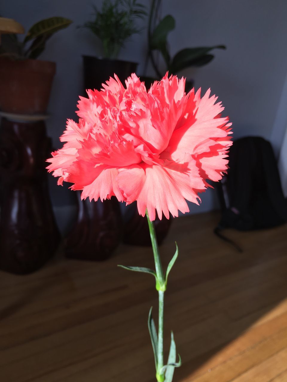 flowering plant, flower, plant, petal, vulnerability, close-up, beauty in nature, fragility, freshness, flower head, nature, indoors, inflorescence, growth, table, no people, red, vase, pink color, focus on foreground, flower pot, flower arrangement