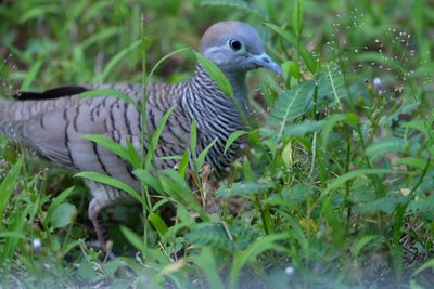 Close-up of bird perching on a field