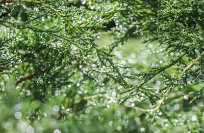 Low angle view of trees