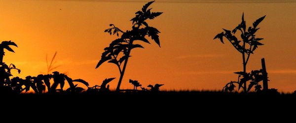 Silhouette plants against sky during sunset