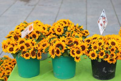 Close-up of yellow flowers in pot