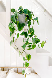 Close-up of potted plant on table at home