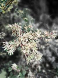 Close-up of white flowers