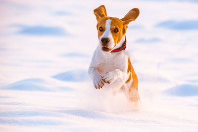 Portrait of dog running in snow