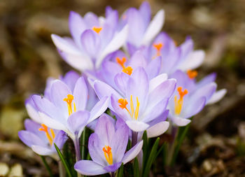 Close-up of purple crocus flowers