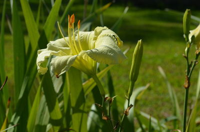 Close-up of white flowering plant on field