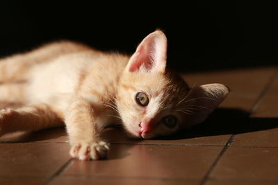 Close-up of cat resting on tiled floor