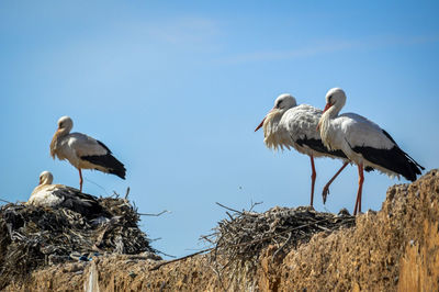 Birds perching on shore against clear sky