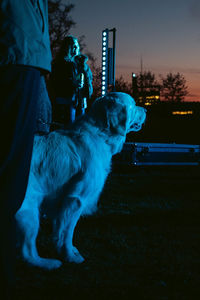 Side view of dog sitting against illuminated sky at night