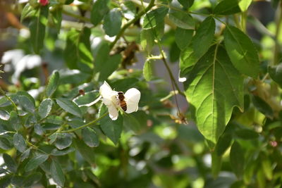 Close-up of white flowering plant