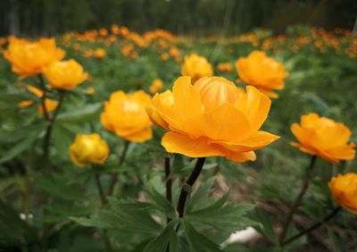 Close-up of yellow flowering plants on field