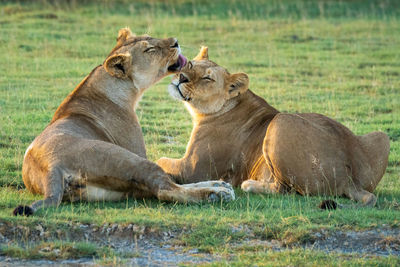 Lionesses lie nuzzling each other on grass