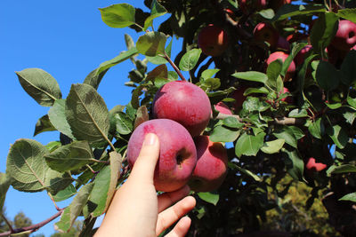 Person holding apple growing on tree