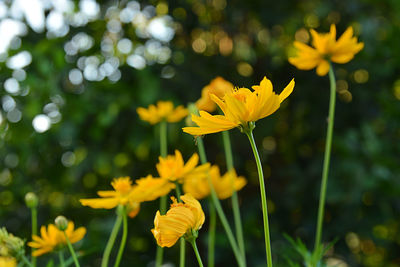 Close-up of yellow flowering plant on field