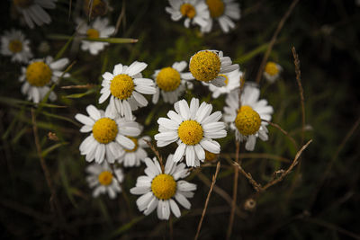 Close-up of white daisy flowers