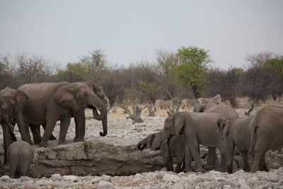 Elephant in a field