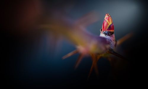 Close-up of flower in water