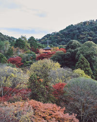 Plants growing on land against sky during autumn