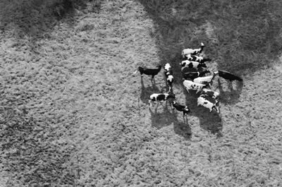 High angle view of sheep