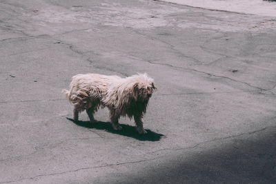 Cute dog in ladakh