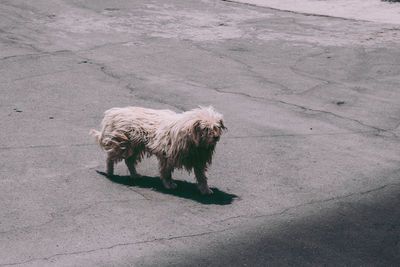 High angle view of dog standing on road
