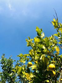 Low angle view of flowering plants against blue sky