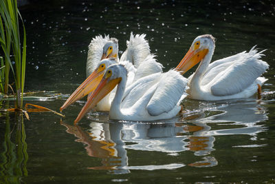 Pelicans swimming in lake