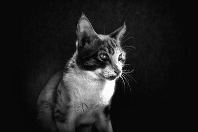 Close-up of cat looking away against black background