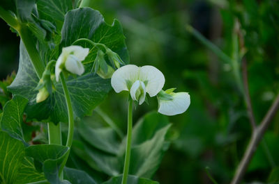 Close-up of flowering plant of peas