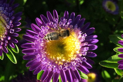 Close-up of honey bee on flower
