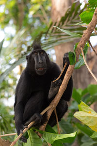 Monkey sitting on a tree